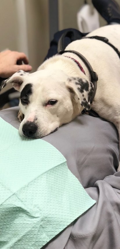 Dental therapy dog Piper laying on top of patient in dental chair