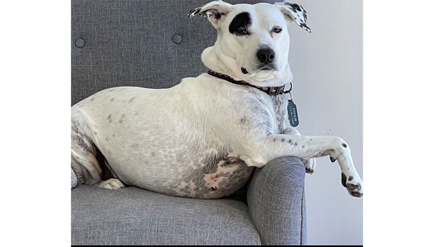 Piper lounging in gray armchair